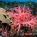 coral_soft_ni_h_0705_png1595.jpg